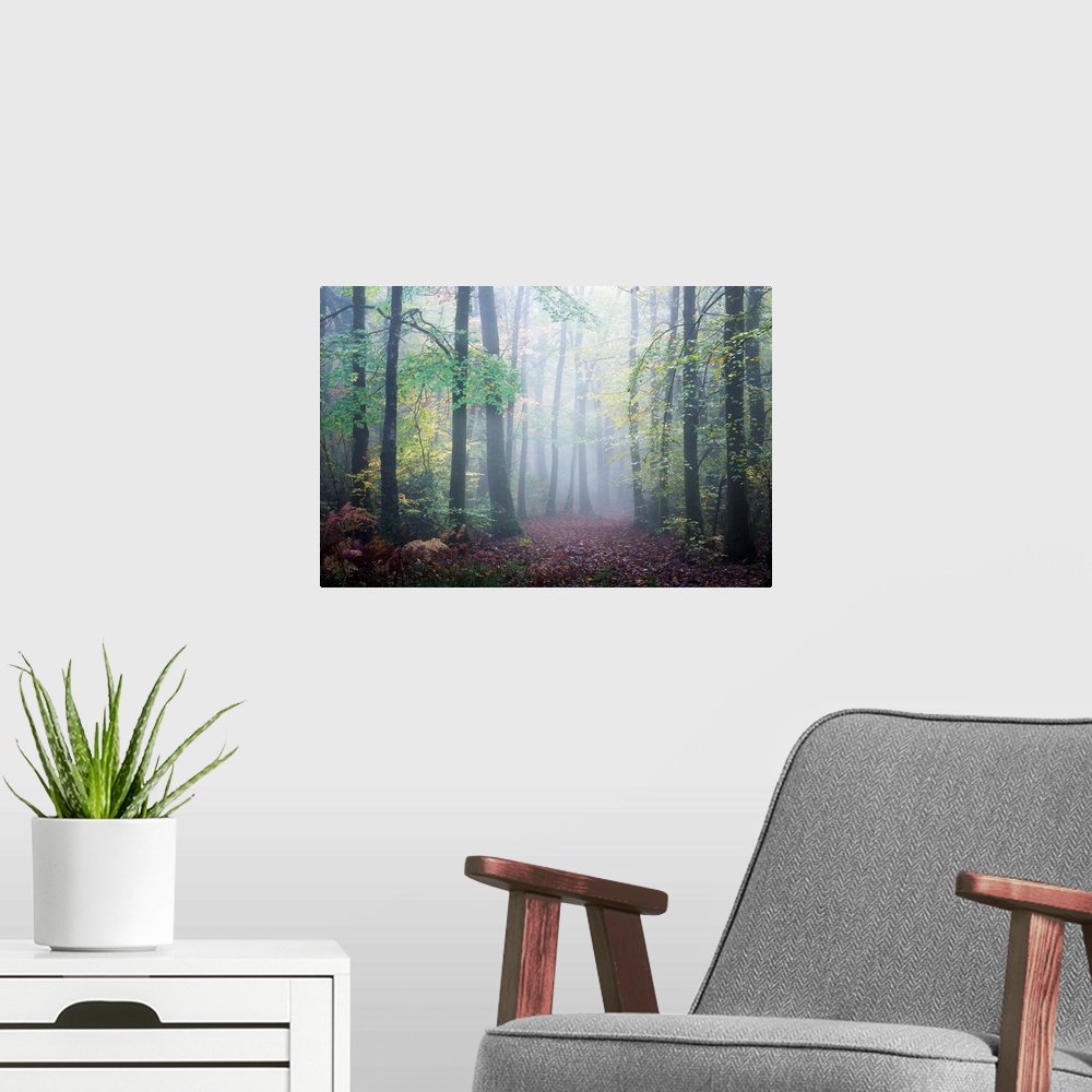 A modern room featuring Fine art photo of a misty forest in the early autumn.