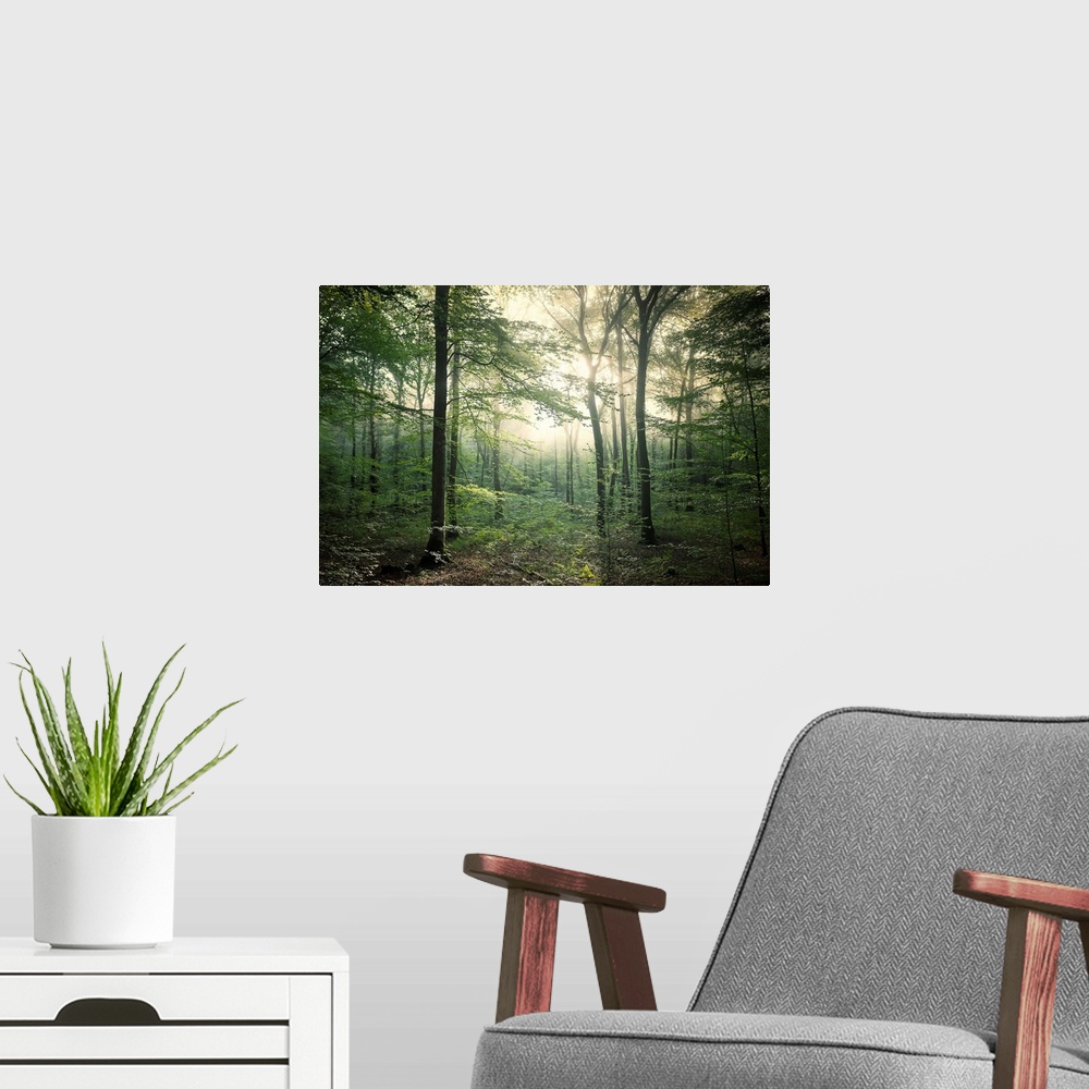 A modern room featuring Fine art photo of a forest in late afternoon light.