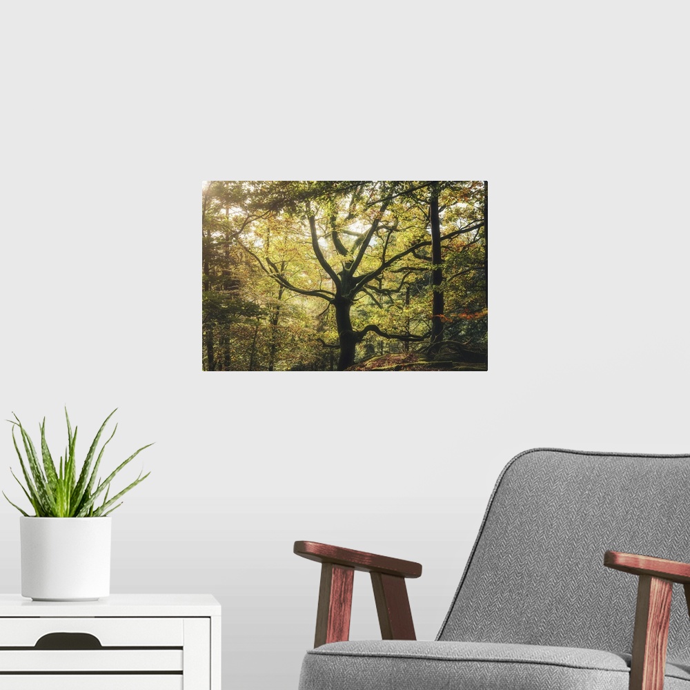 A modern room featuring A Majestic Oak Tree