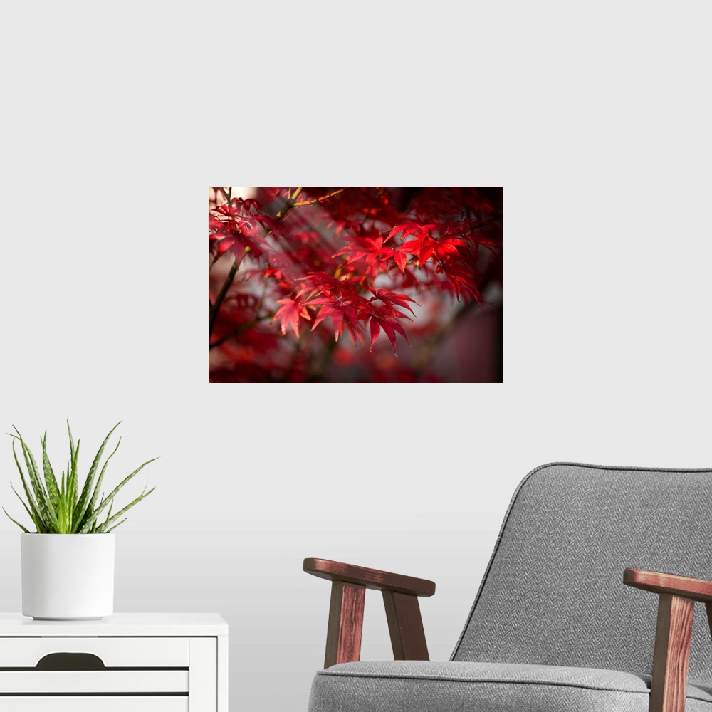 A modern room featuring Fine art photograph of a branch with red maple leaves.