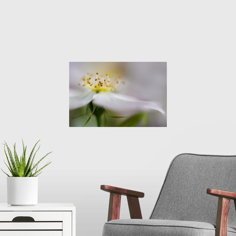 A modern room featuring Closeup photograph of a white flower with a blurred look, focusing in on the yellow center.