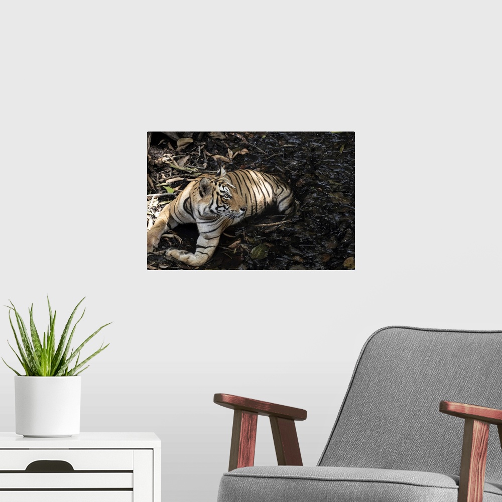 A modern room featuring Tiger keeps cool in the summer heat down a step well.