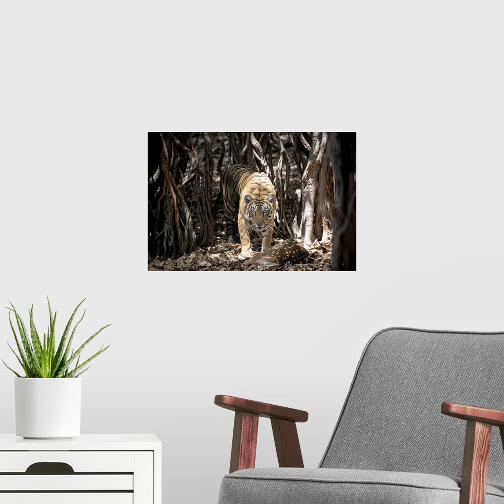 A modern room featuring Tiger retrieves her hunt hidden among a Banyan Tree in India.