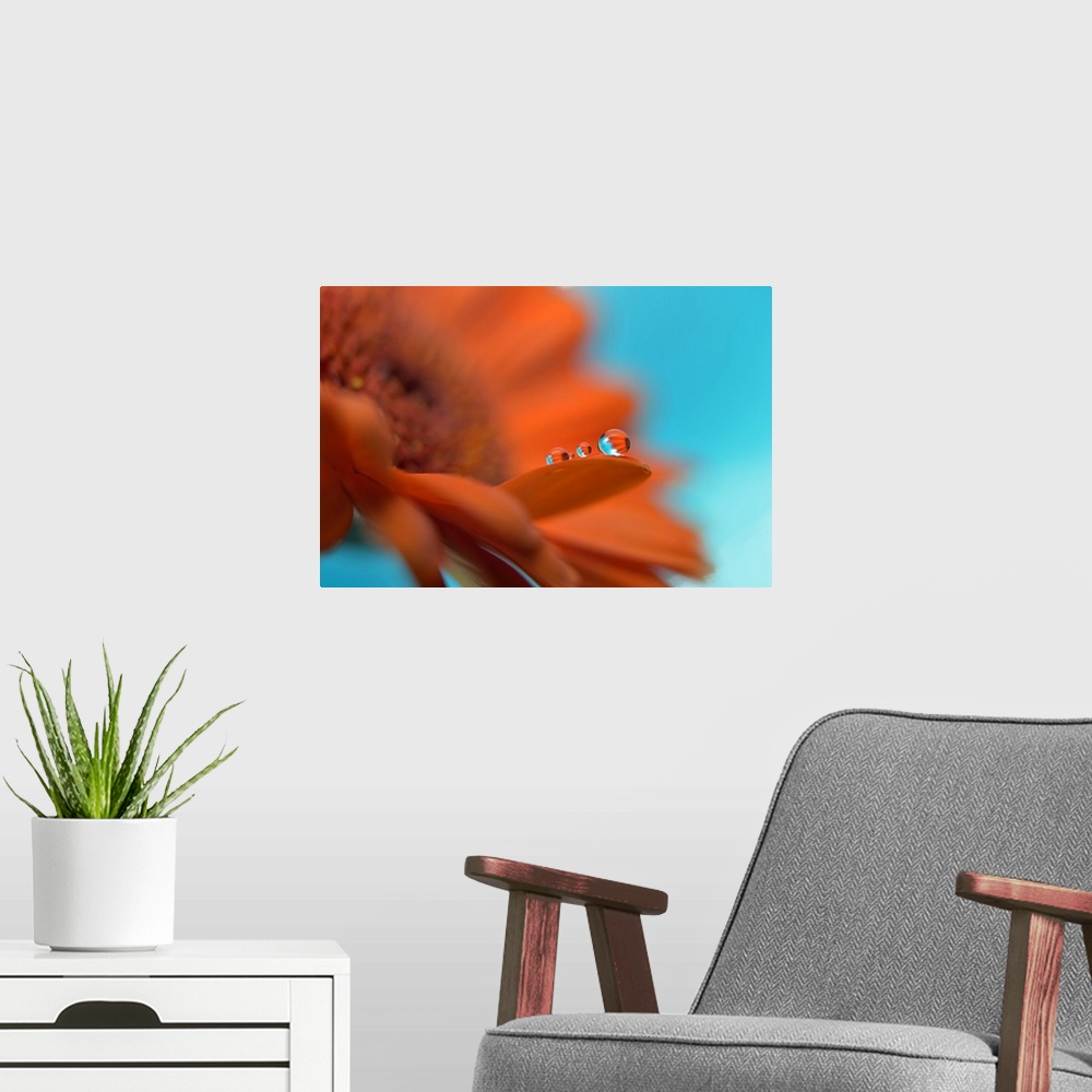 A modern room featuring Water drops on a flower's petal.