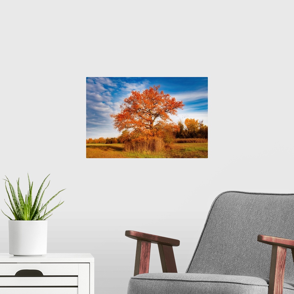 A modern room featuring Lone tree in the countryside in autumn