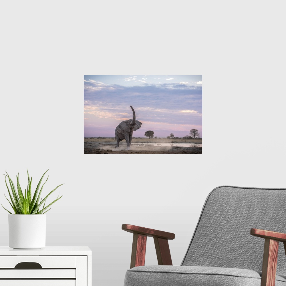 A modern room featuring Elephant lifts his trunk to smell for friends or foes at sunset.