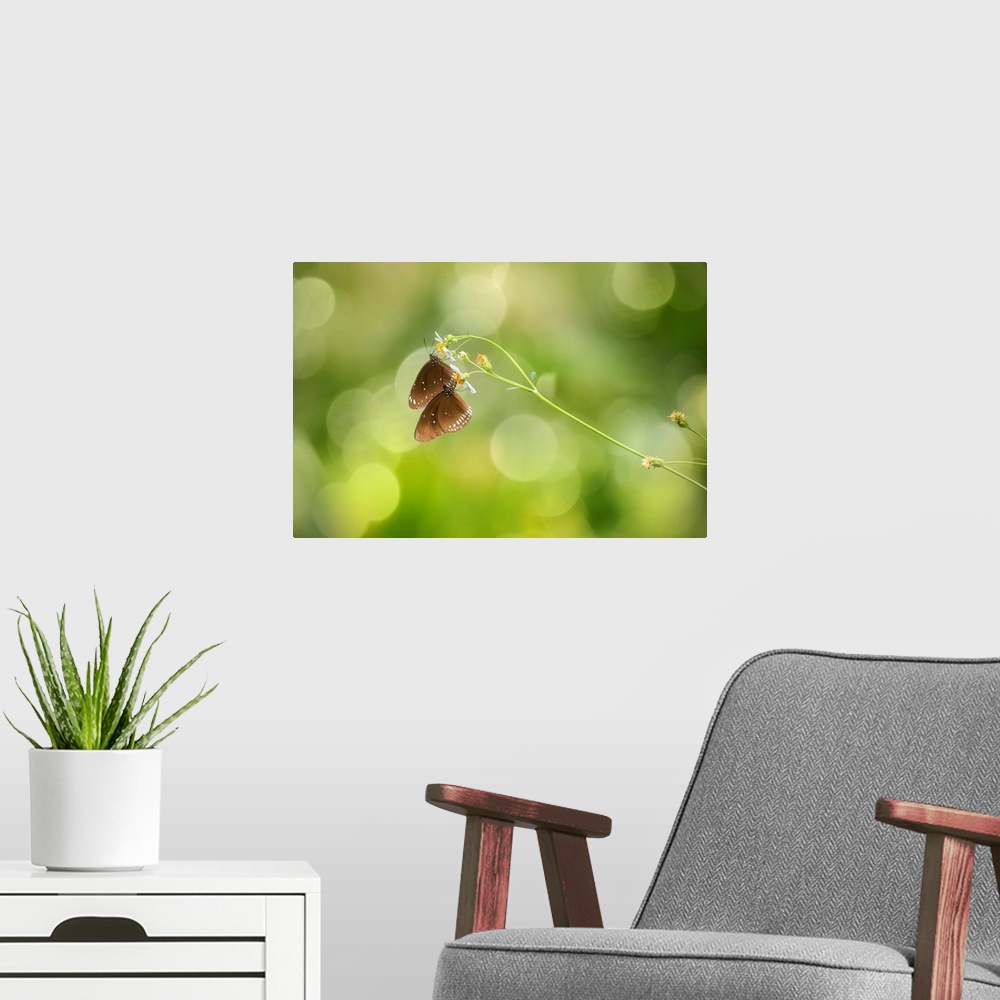 A modern room featuring Two butterflies drinking nectar from white flowers, with a bokeh background.