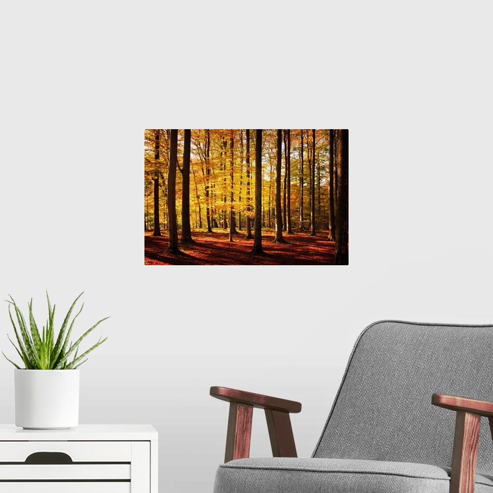 A modern room featuring Fine art photo of a forest of narrow trees casting long shadows in autumn.