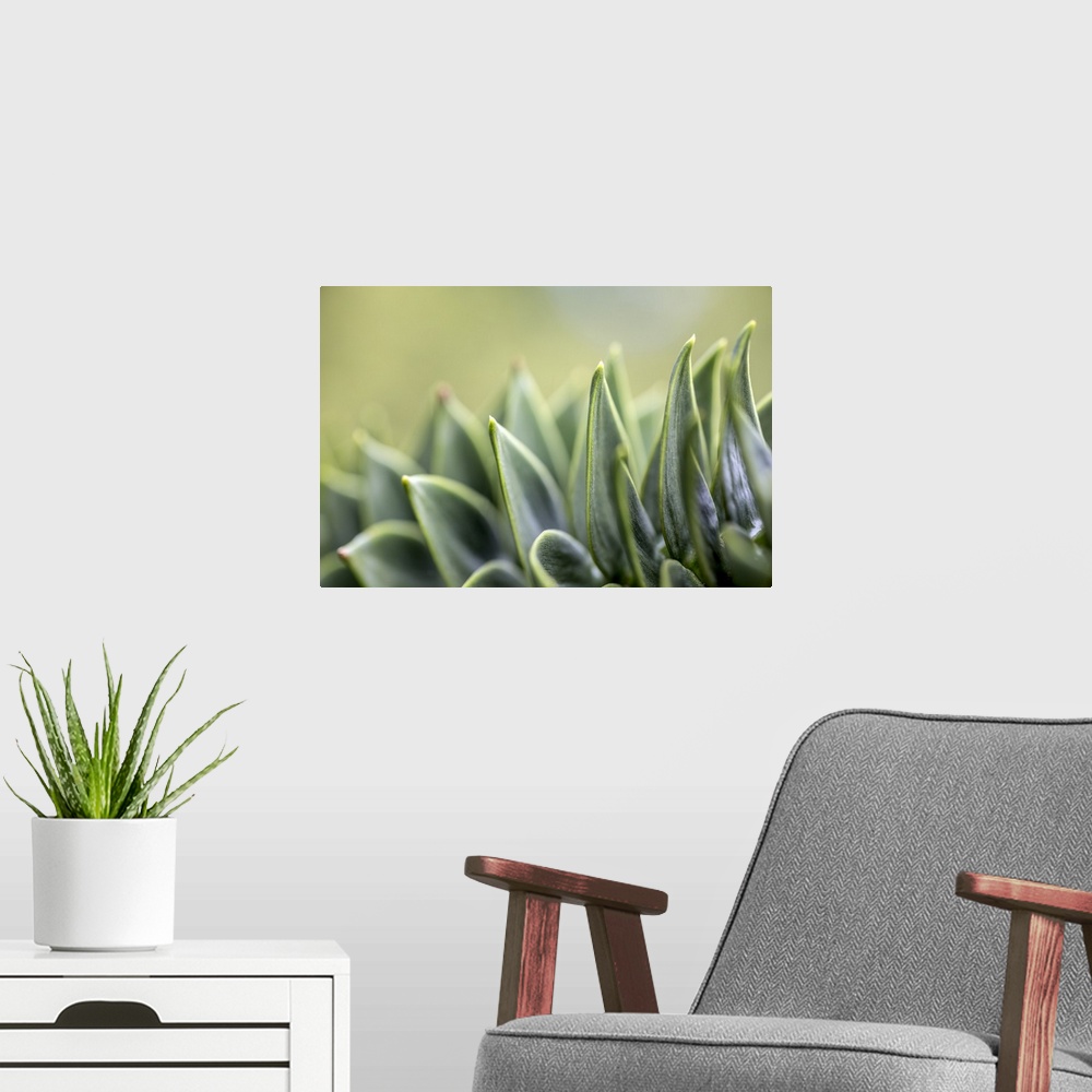 A modern room featuring Close-up of succulent