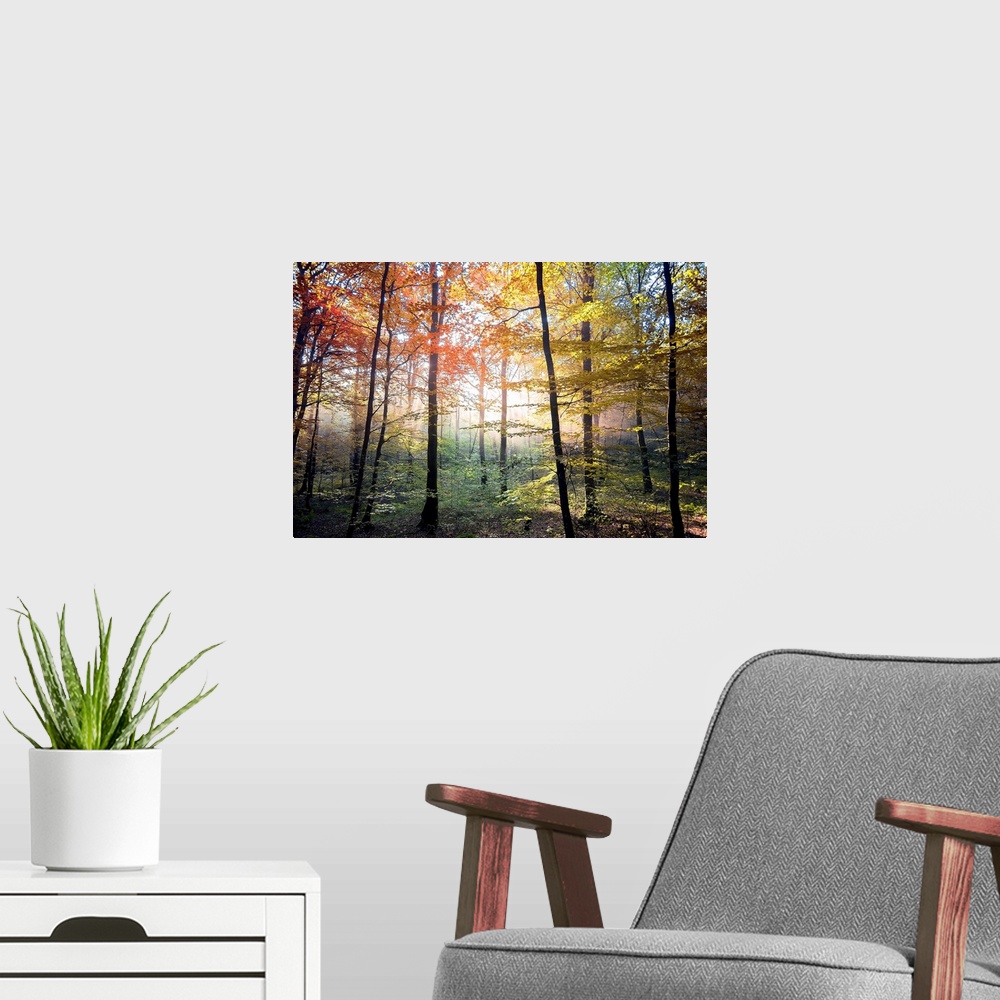 A modern room featuring Fine art photo of a forest with brightly colored trees and dark branches, lit by the sunlight.