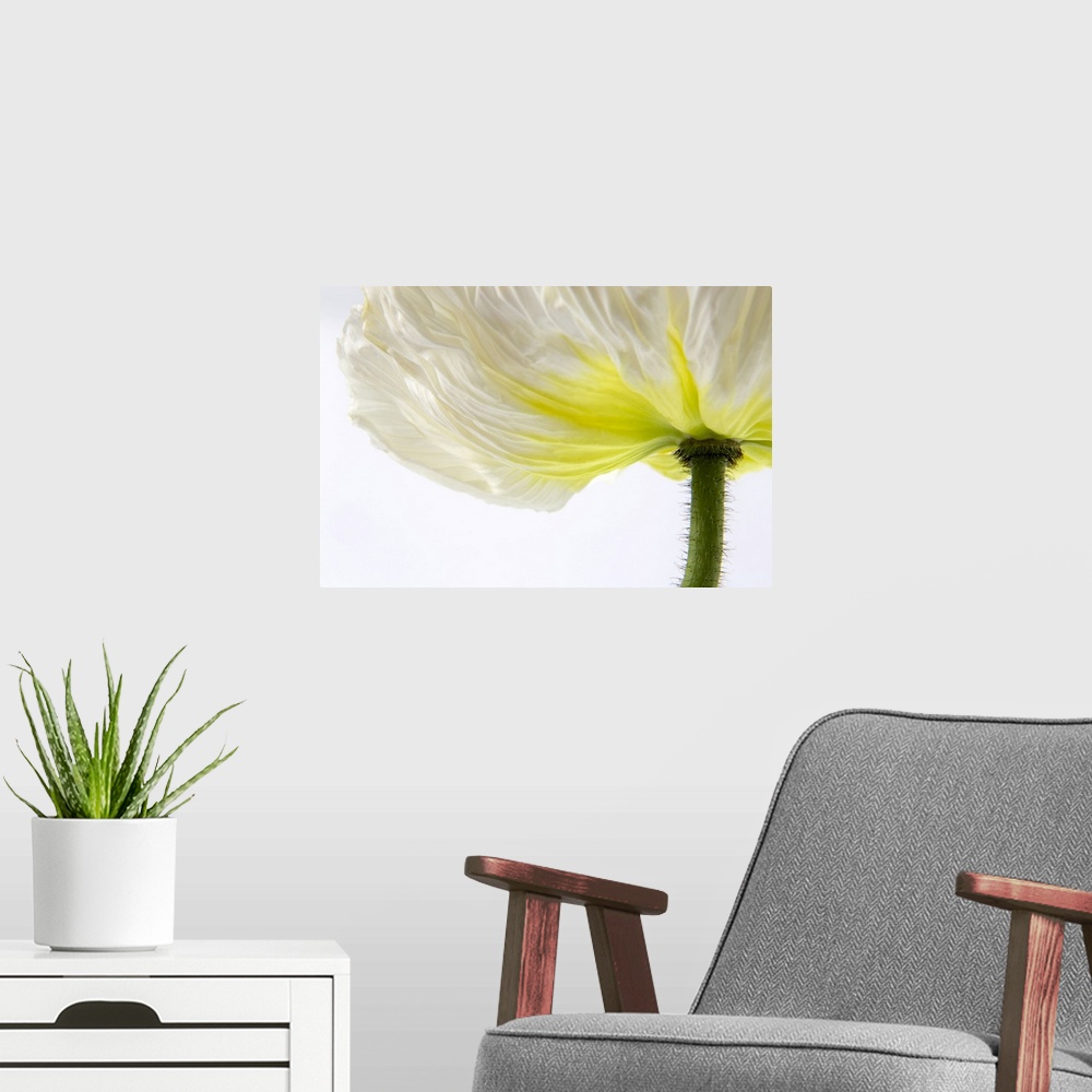 A modern room featuring Close-up of a white poppy