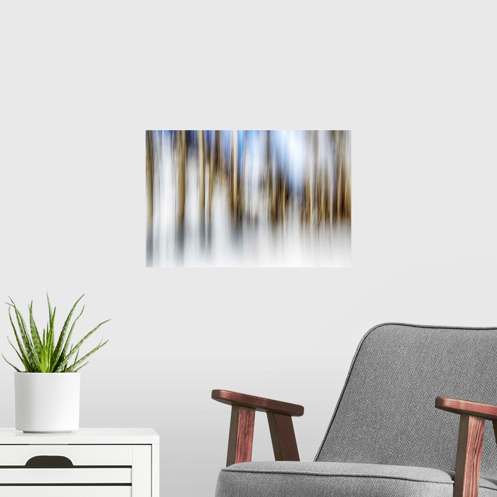 A modern room featuring Abstract blurred photograph of a forest of white birch trees.
