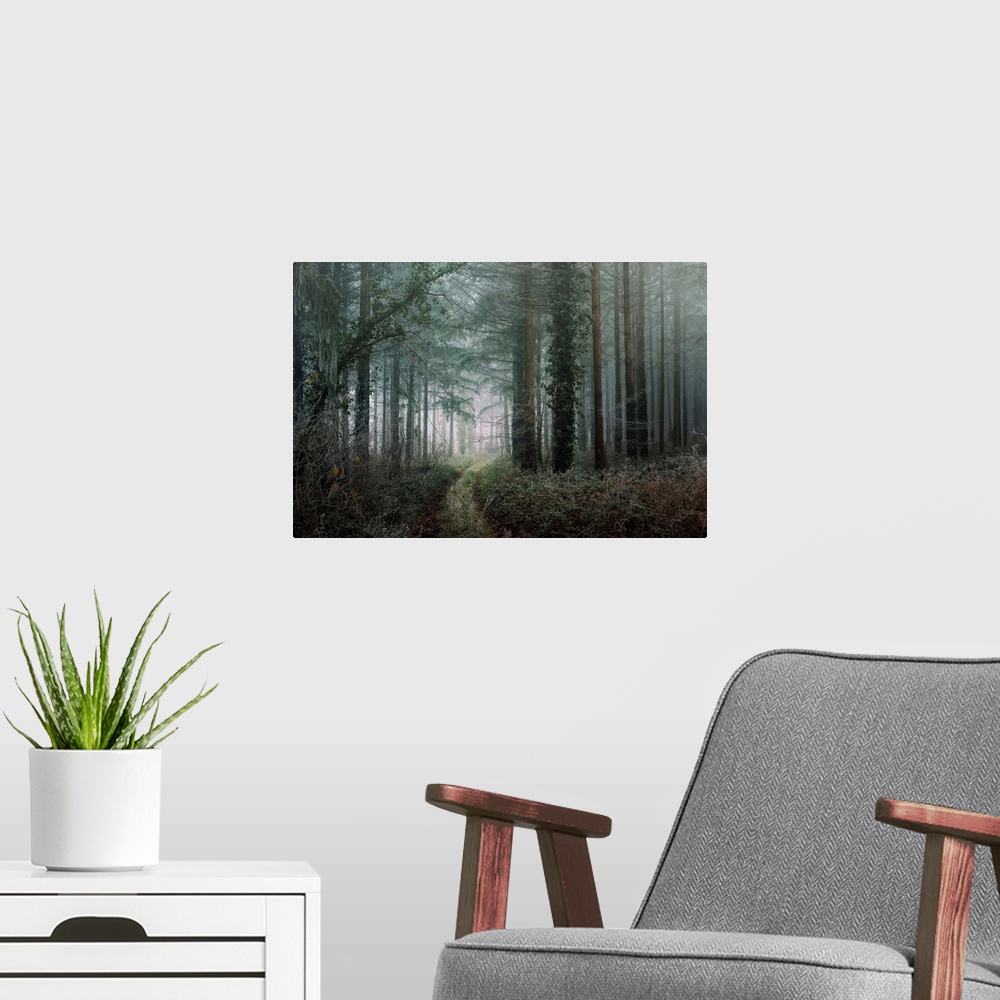 A modern room featuring Photograph of a path winding through a cold, winter forest with cool tones.