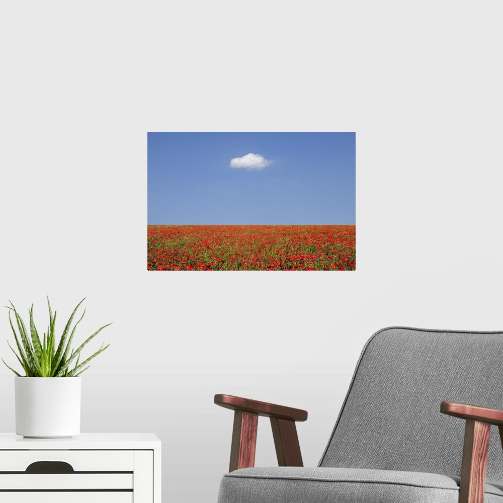A modern room featuring A large field of poppies and a cloud above. In Tuscany in the spring it is possible to admire the...