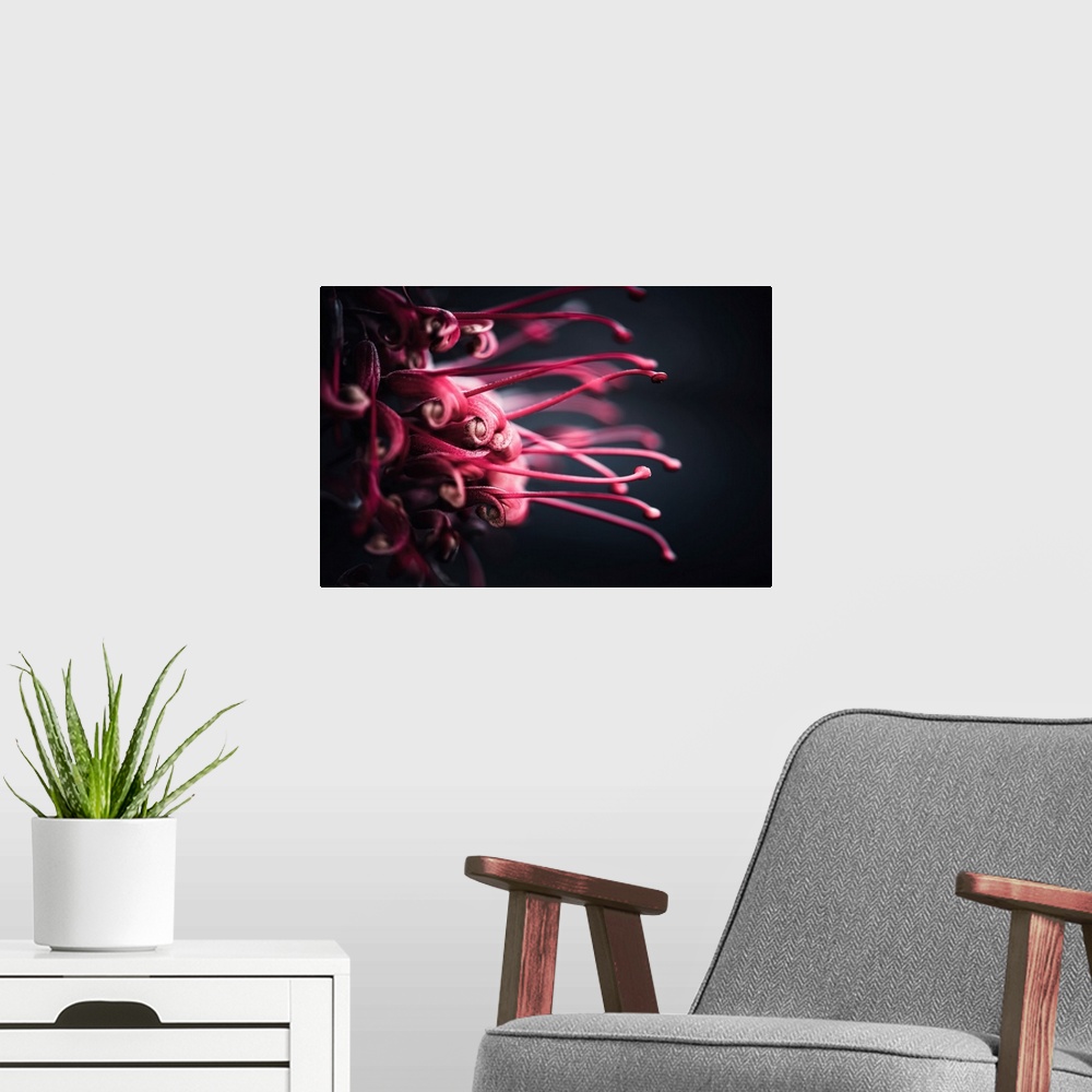 A modern room featuring Red pistils on a black background