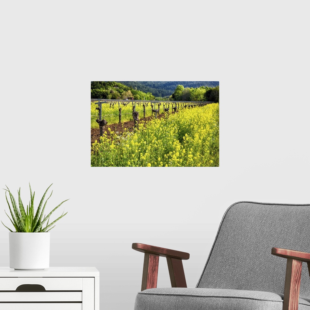 A modern room featuring Yellow Mustard Blooming Between Rows of old Grapevines, California