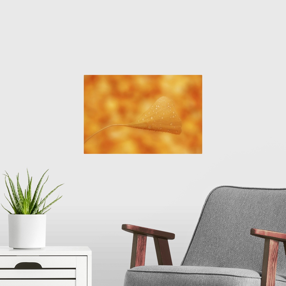 A modern room featuring Single gingko leaf in orange.