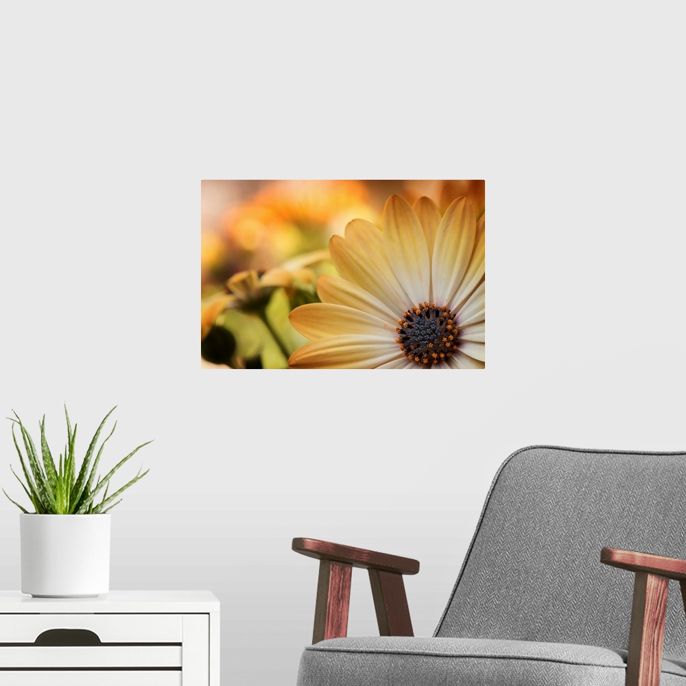 A modern room featuring Extreme close-up photograph of a pale yellow flower.