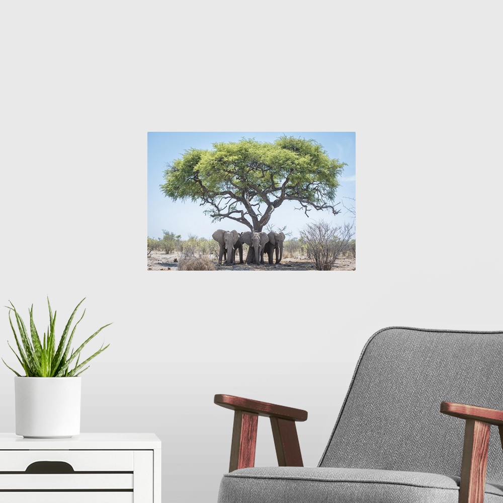 A modern room featuring Young male elephants keep cool in the shade of a tree.