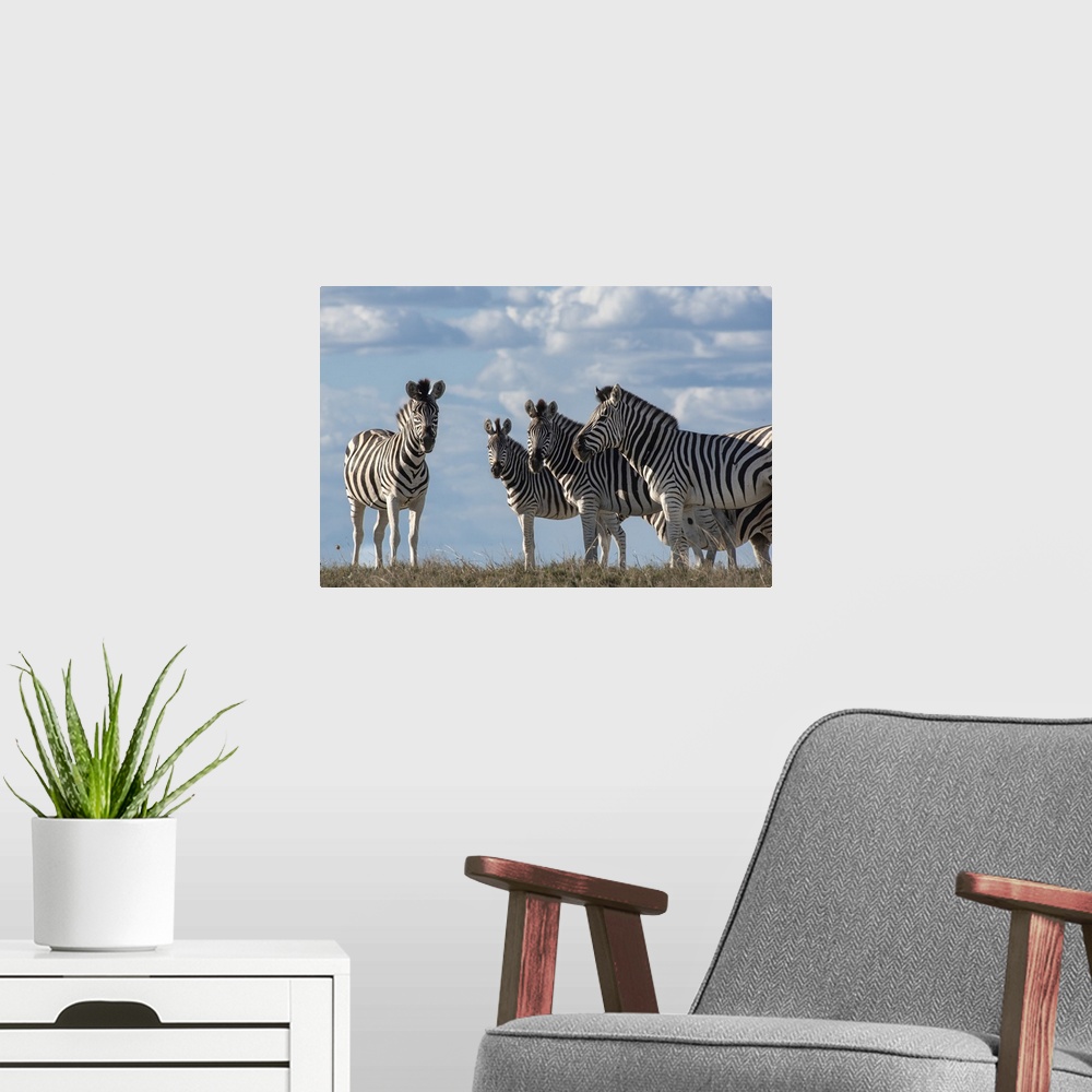 A modern room featuring Low angle view of a group of zebra with the clouds behind them.