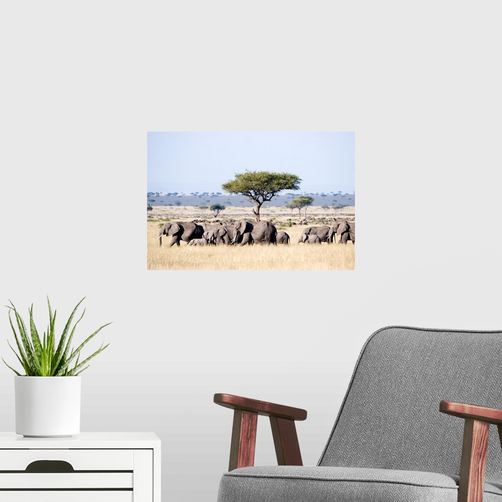 A modern room featuring African elephants in a forest, Masai Mara National Reserve, Kenya