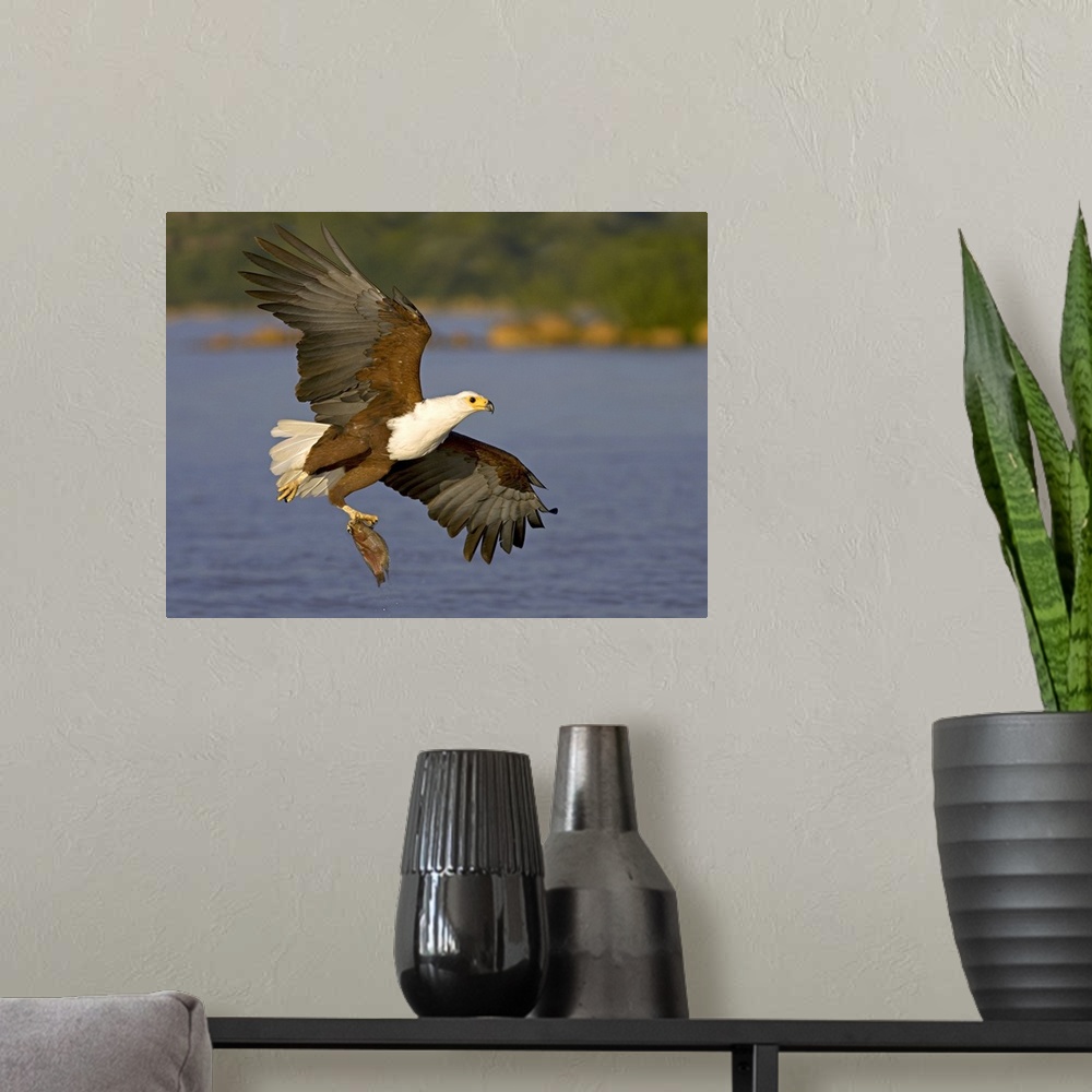 A modern room featuring African Fish Eagle (Haliaeetus Vocifer) with a tilapia fish in its talons, Lake Baringo, Kenya