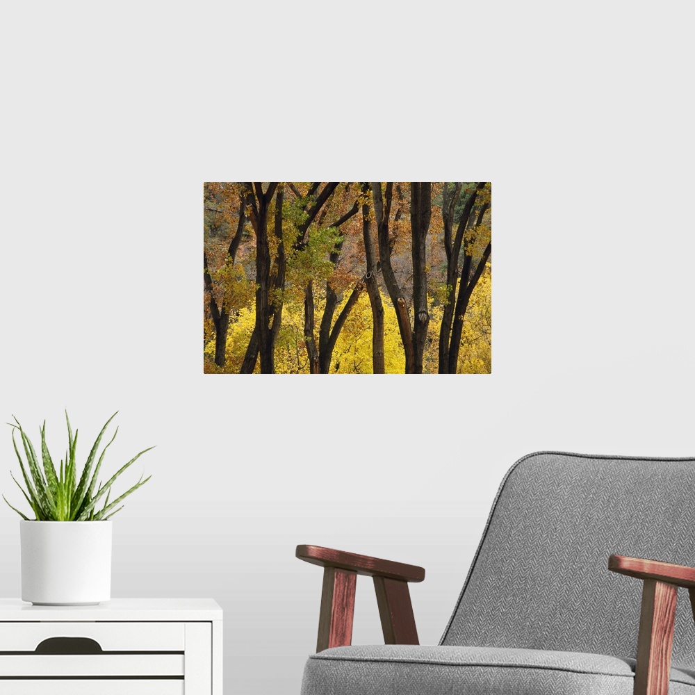 A modern room featuring Big photo on canvas of trees with fall foliage in a forest.