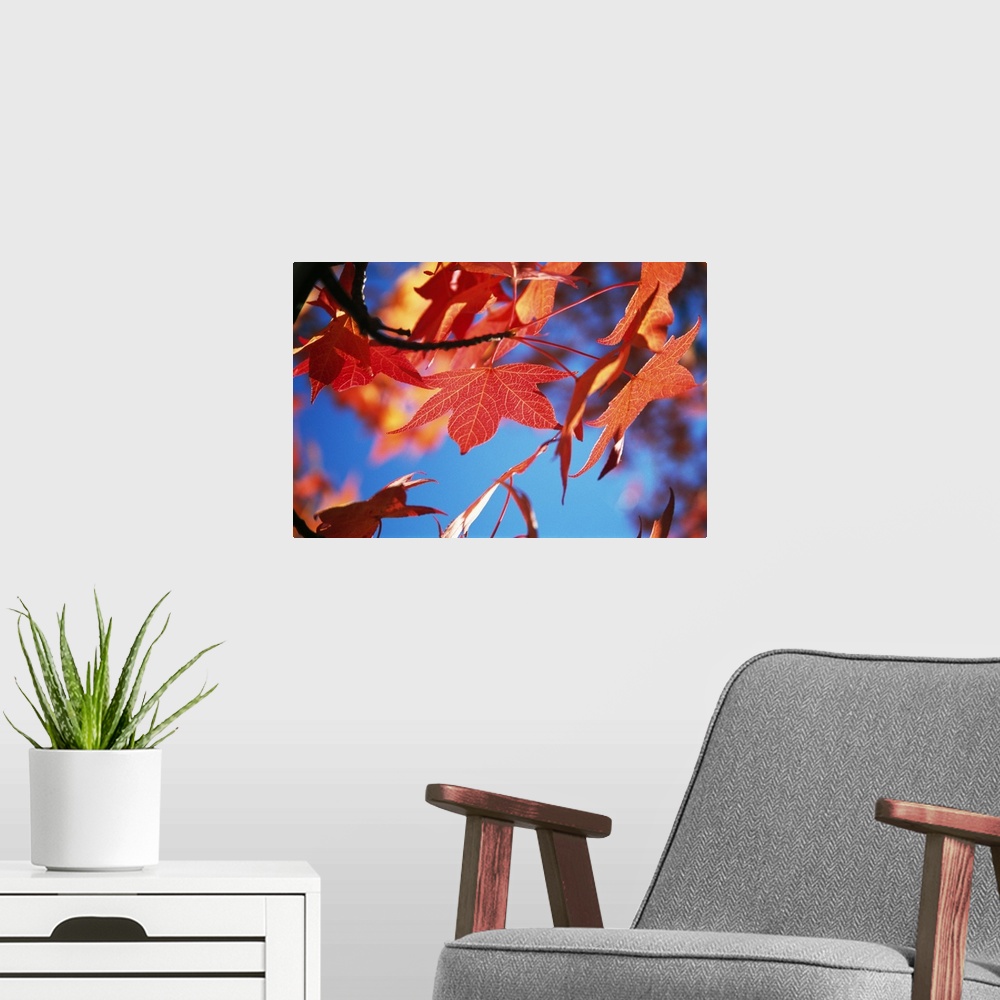 A modern room featuring Photo print of fall foliage on a tree up close.