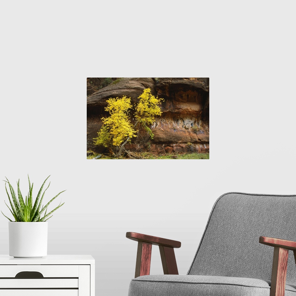 A modern room featuring Autumn Color Trees By Canyon Walls
