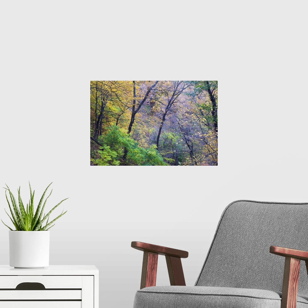 A modern room featuring Photograph taken through dense brush during the fall season as the leaves have begun to change co...