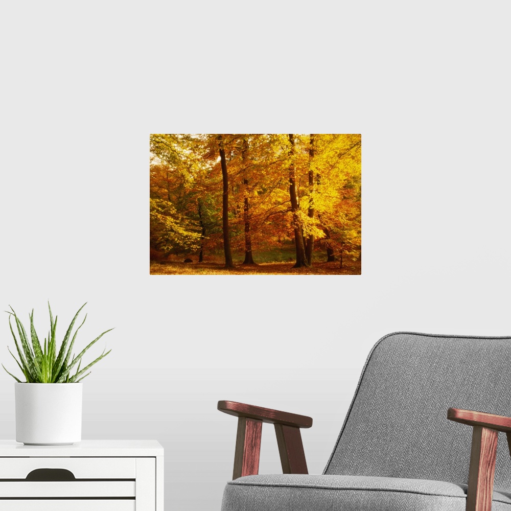 A modern room featuring Large photograph displays a set of glowing trees as they sit within an open forest found in the U...