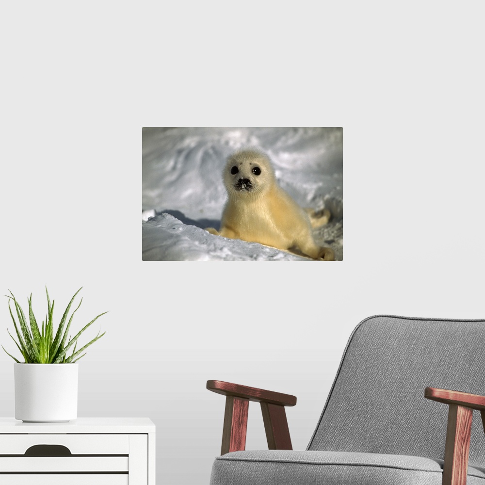 A modern room featuring Baby Seal