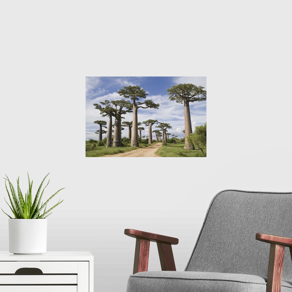 A modern room featuring Baobab trees along a dirt road, Avenue of the Baobabs, Morondava, Madagascar