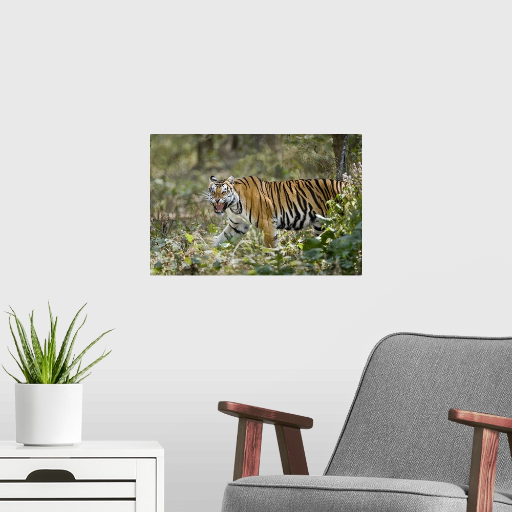 A modern room featuring Bengal Tiger Panthera tigris tigris in a forest Bandhavgarh National Park Umaria District Madhya ...