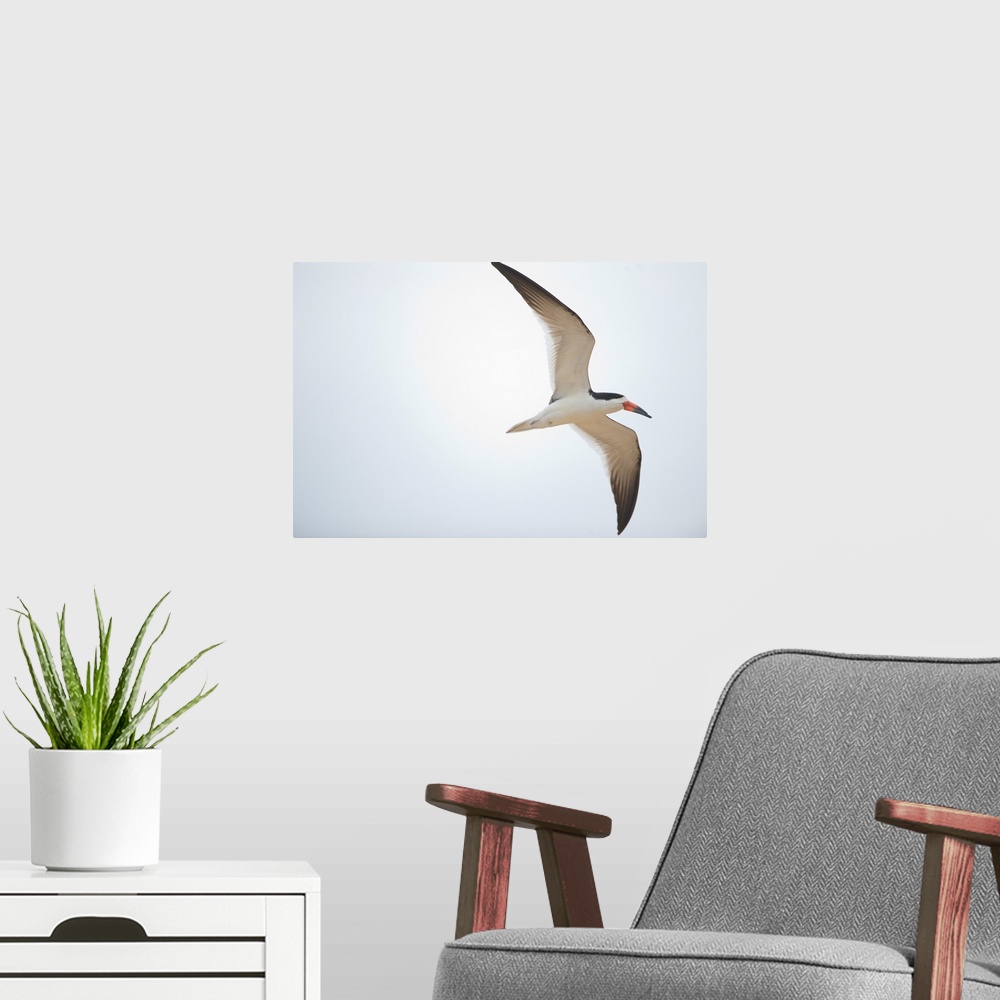 A modern room featuring Black skimmer Rynchops niger in flight Three Brothers River Meeting of the Waters State Park Pant...