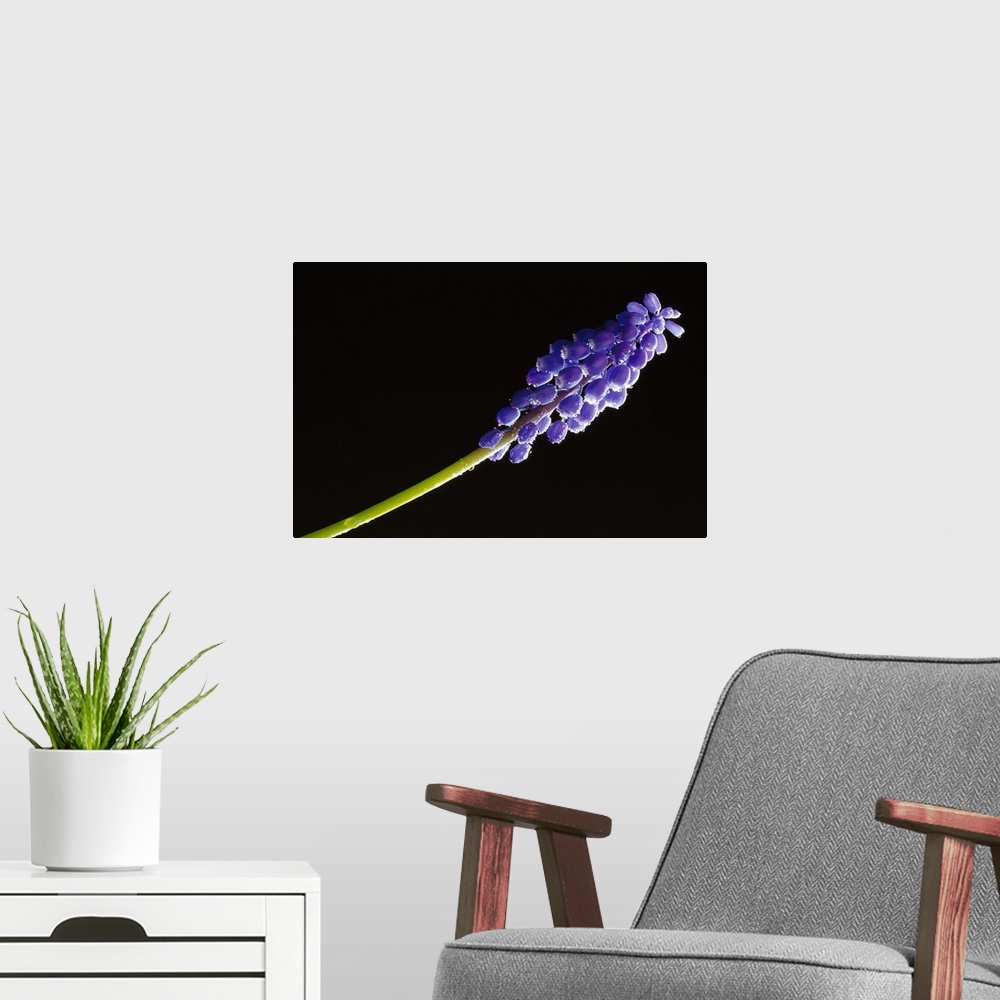 A modern room featuring Blue grape hyacinth flower blossom, close-up, black background.