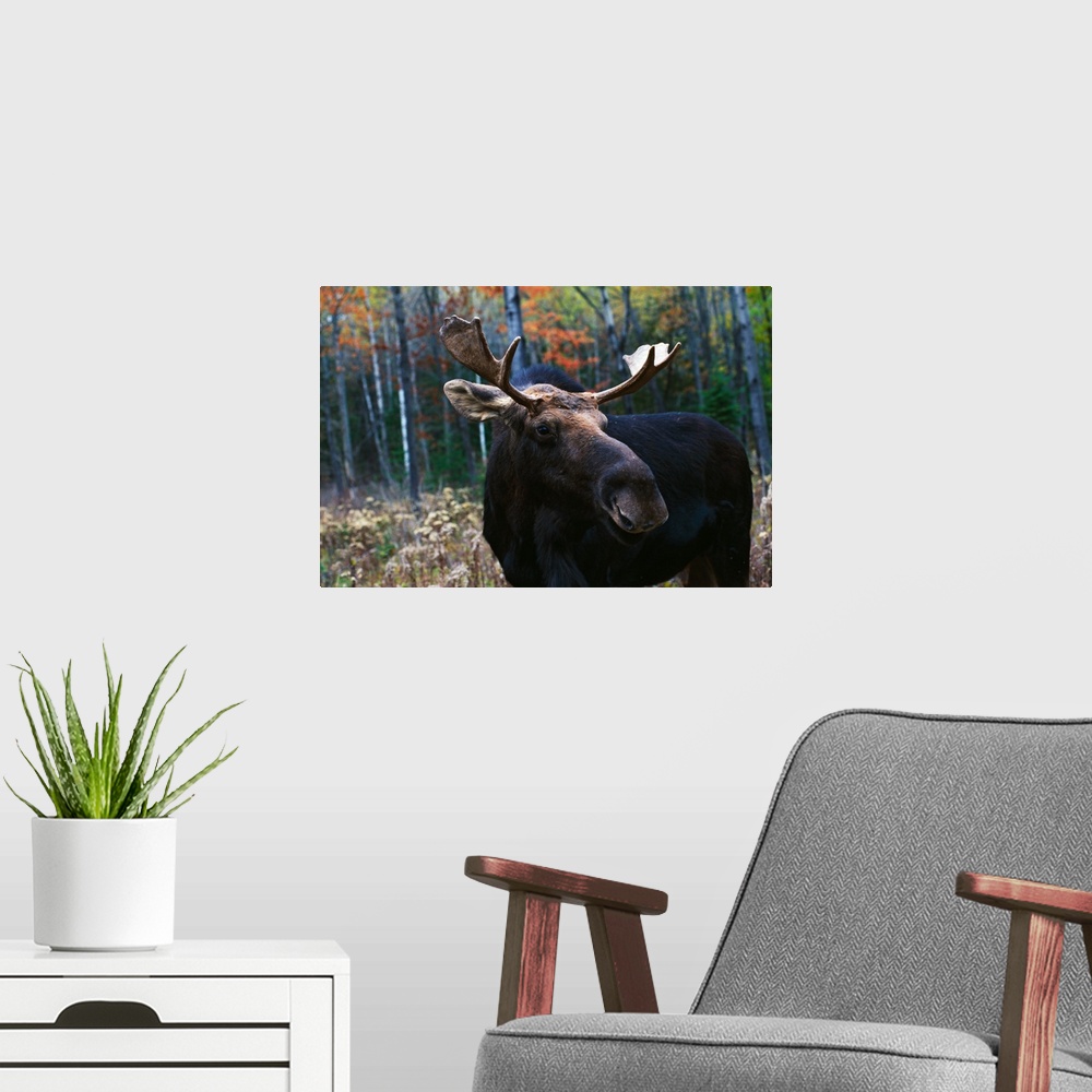 A modern room featuring Bull moose (Alces alces) at edge of forest.