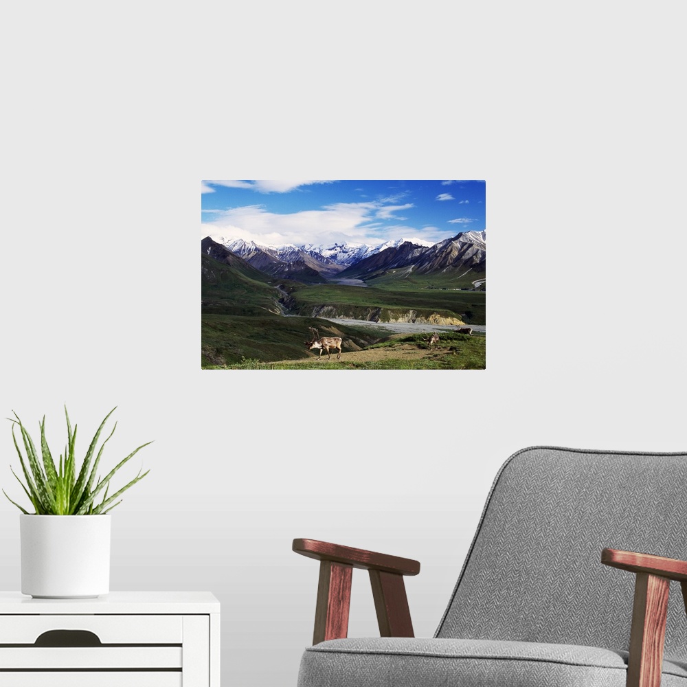 A modern room featuring Mountainous terrain lines the back of this photograph with caribou walking in the forefront and v...