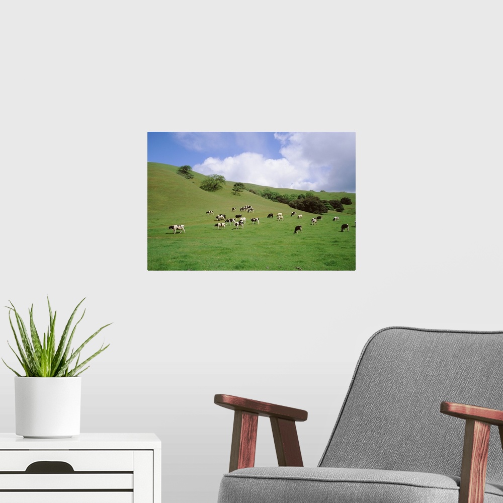 A modern room featuring Cattle grazing on a field, Novato, Marin County, California