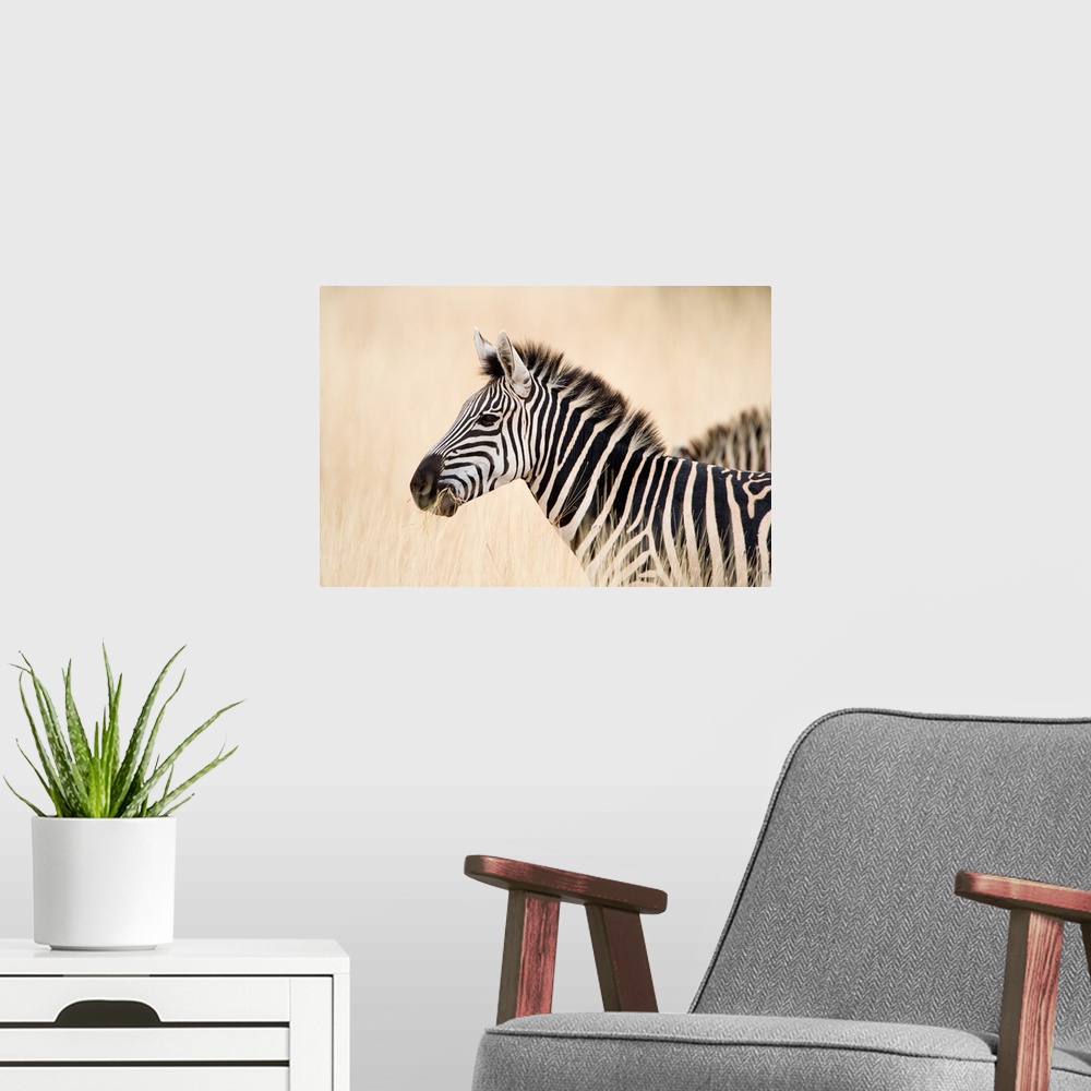 A modern room featuring Close-up of a Burchell's zebra, Ngorongoro Crater, Ngorongoro, Tanzania
