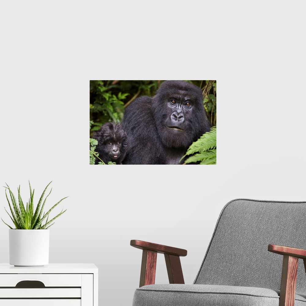 A modern room featuring Close-up of a Mountain gorilla (Gorilla beringei beringei) with its young one, Rwanda