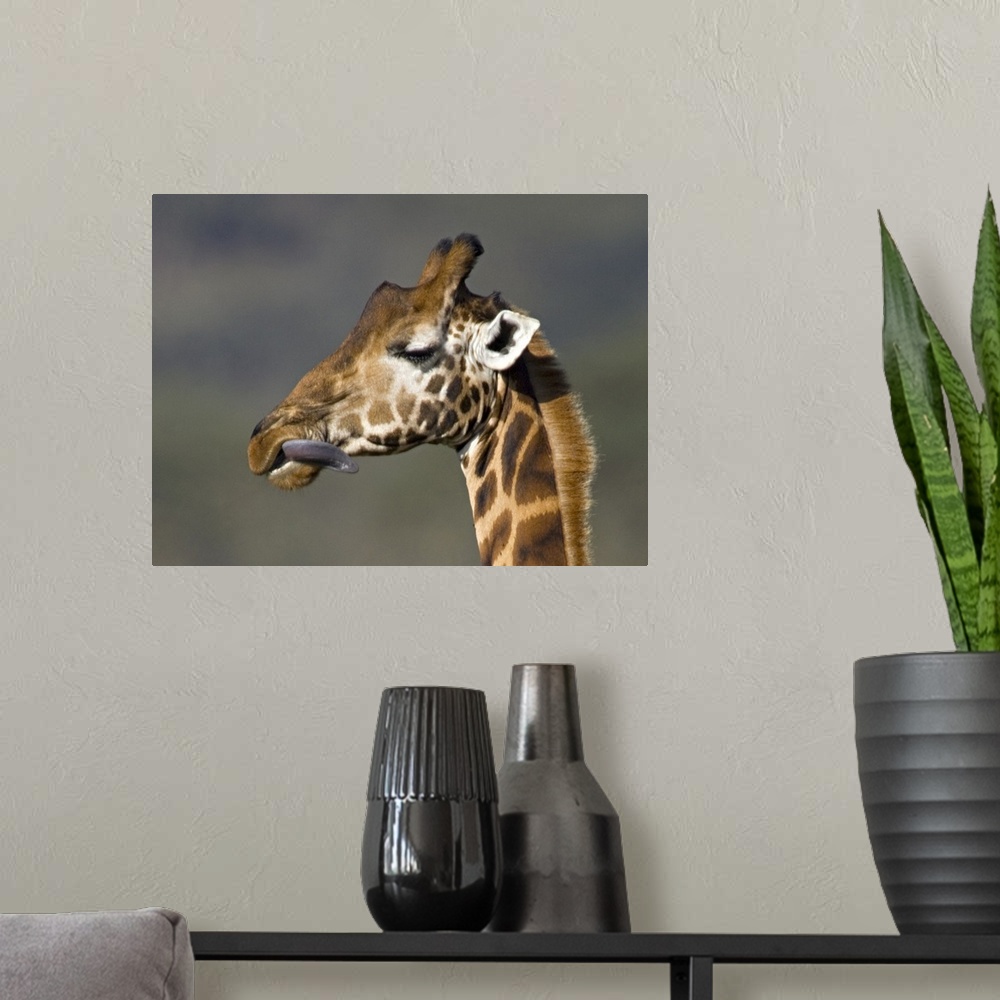 A modern room featuring Close-up of a Rothschilds giraffe, Lake Nakuru, Kenya (Giraffa camelopardalis rothschildi)