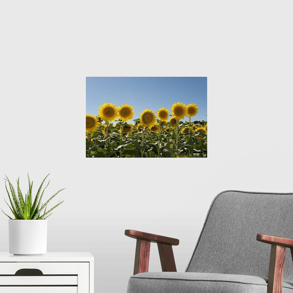 A modern room featuring Close up of sunflowers (Helianthus annuus)