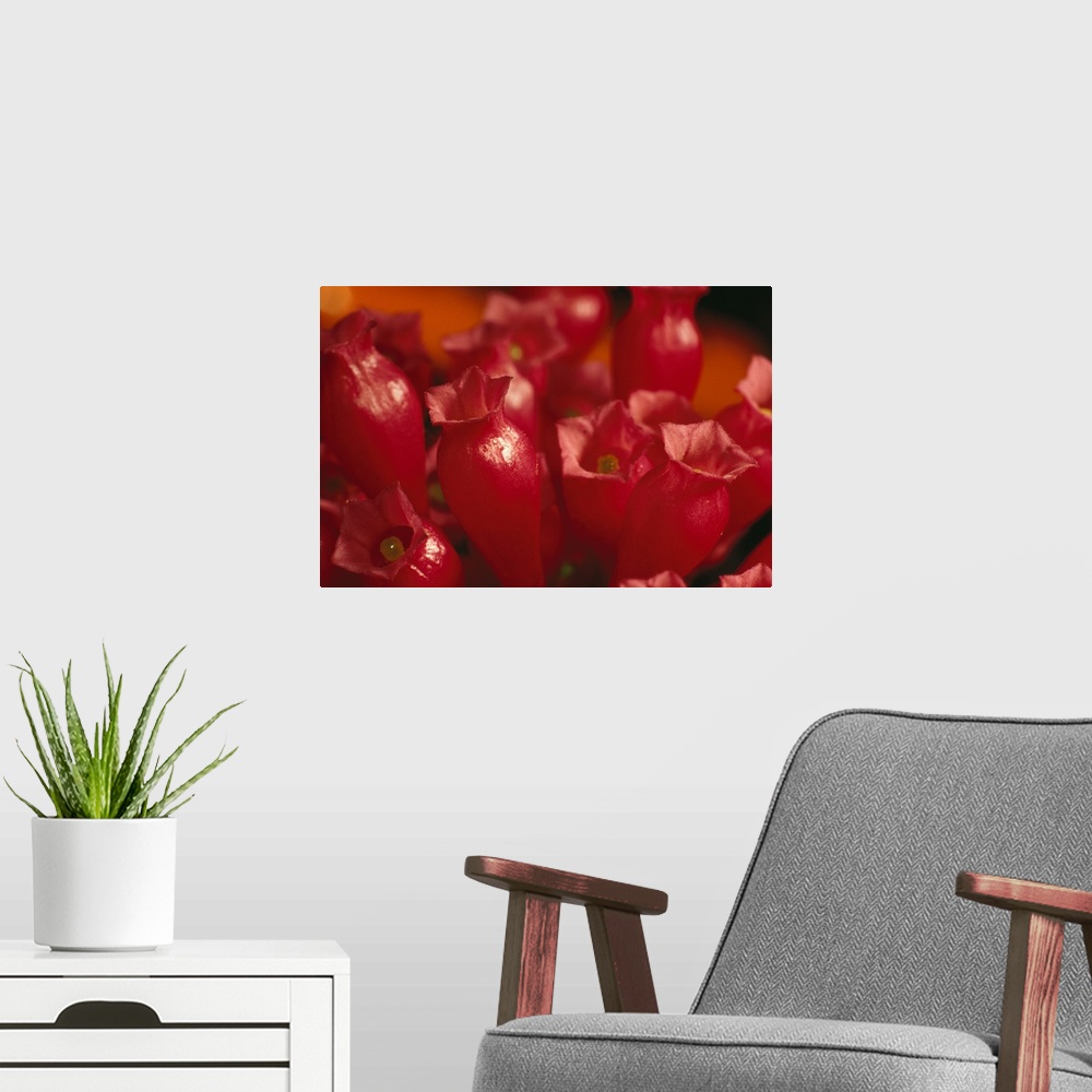 A modern room featuring Large photo on canvas of the up close view of flowers about to blossom.