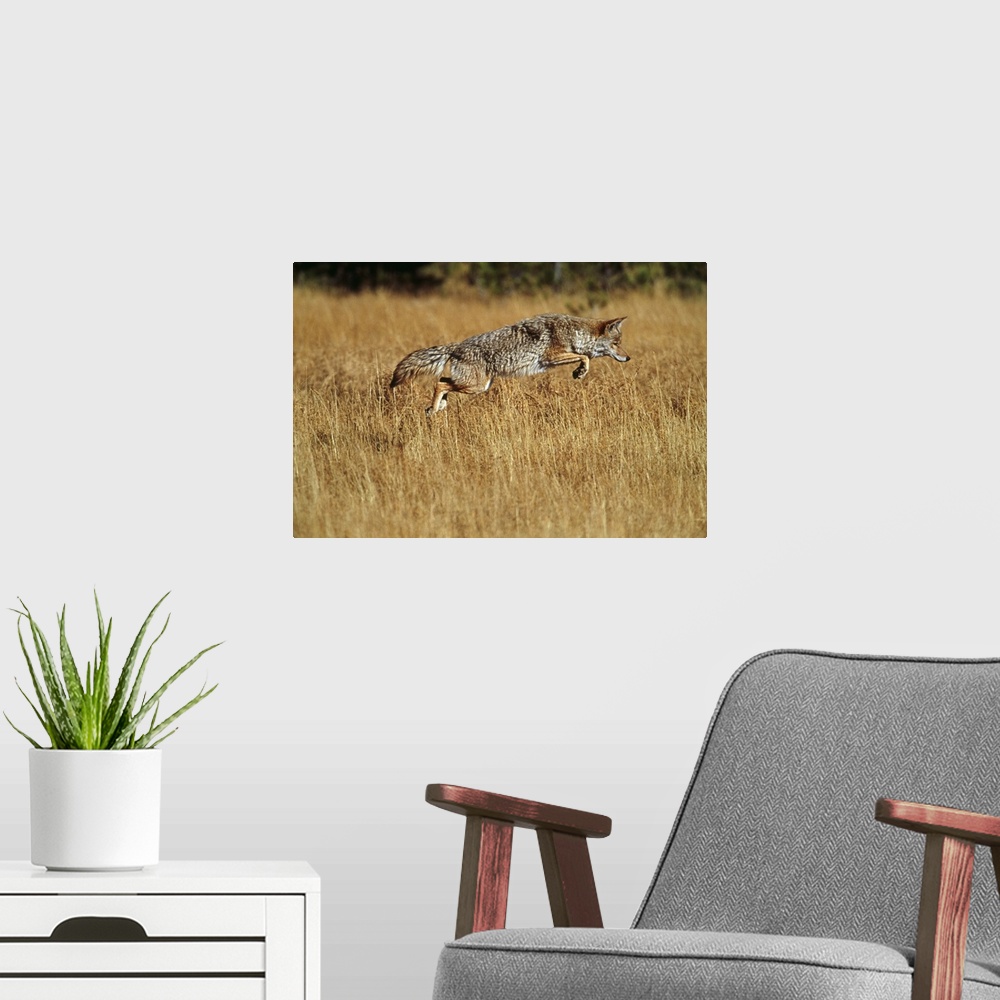 A modern room featuring Coyote leaping through autumn color grass, Yellowstone National Park, Wyoming