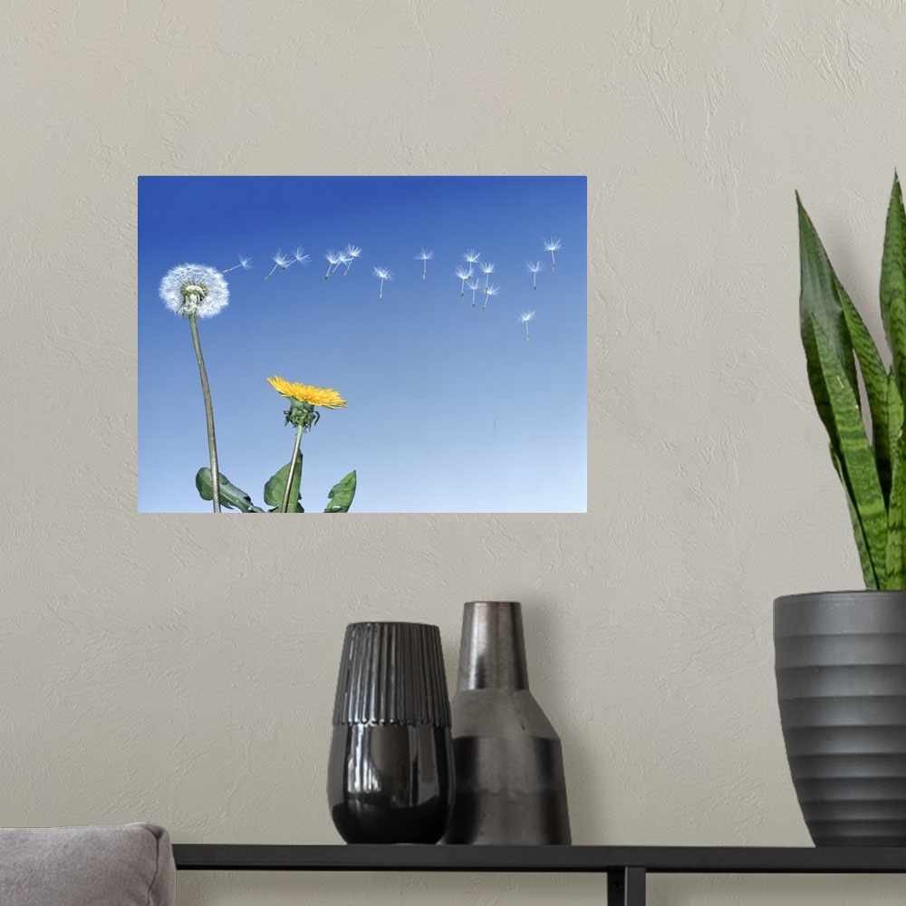 A modern room featuring Dandelion (Taraxacum officinale) seeds blowing in the air