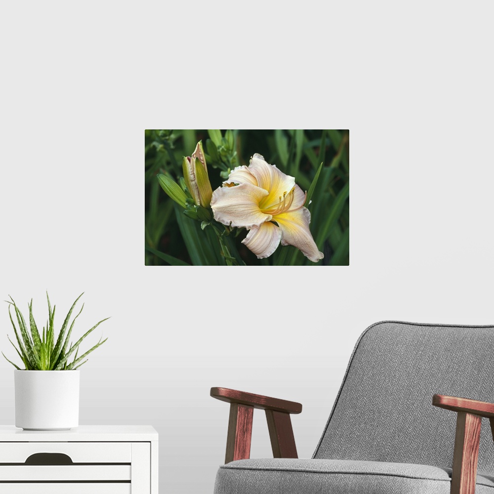 A modern room featuring Day lily blossom, close up.