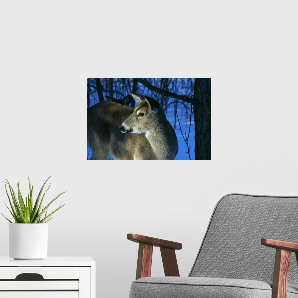 A modern room featuring Deer doe in snowy woods, close up profile.