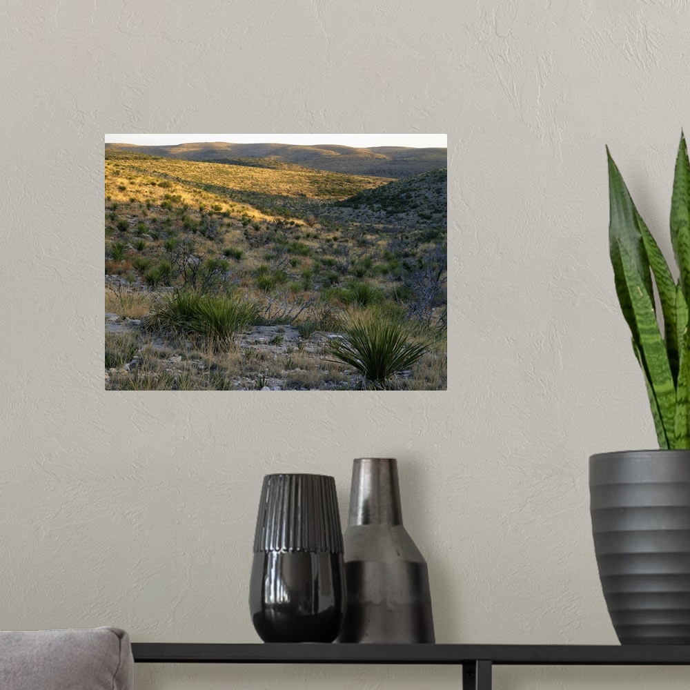 A modern room featuring Desert landscape with sotol plants, Walnut Canyon, Carlsbad Caverns National Park, New Mexico
