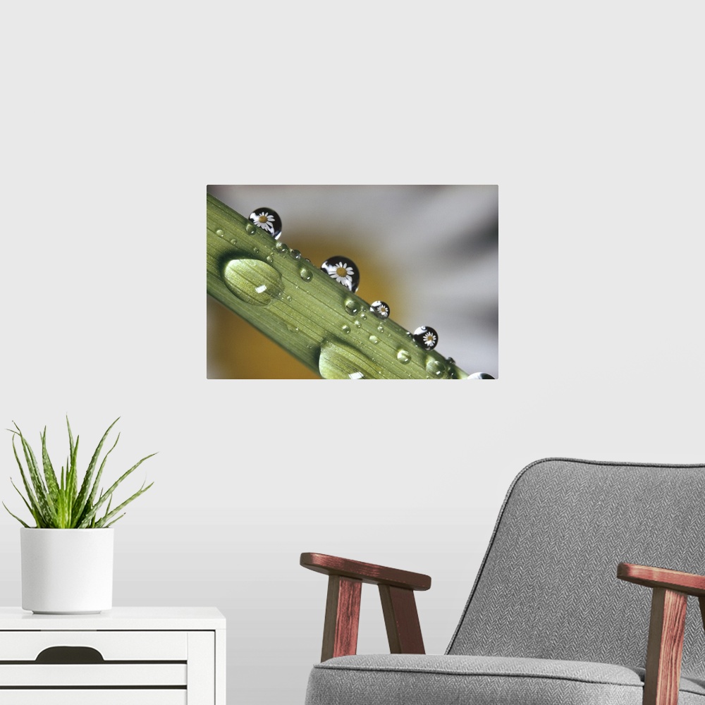 A modern room featuring Dew drops on a stem